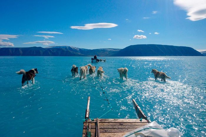 Sled dogs traversing through melted water atop an ice sheet in Greenland.